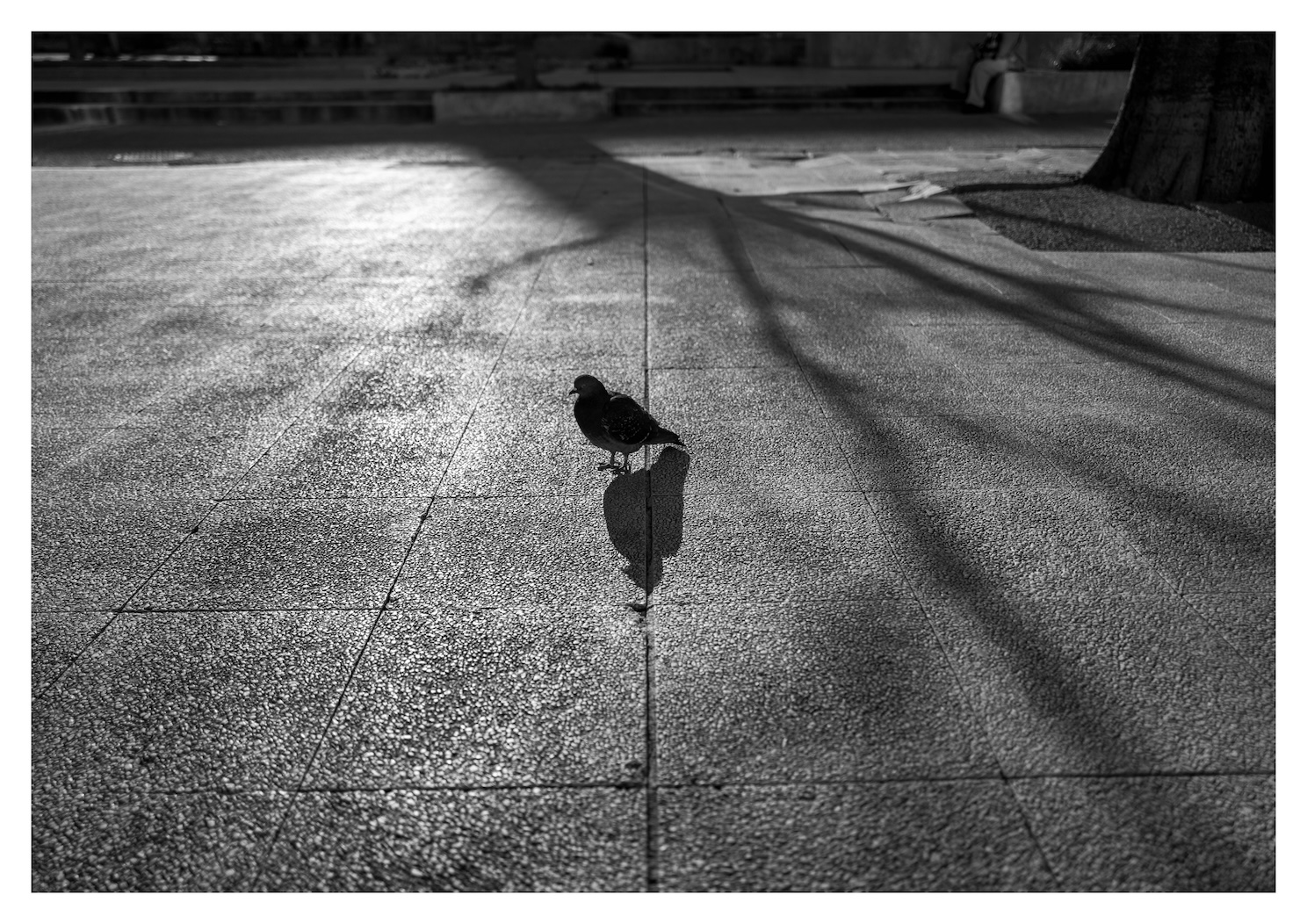 Shadow of pigeon